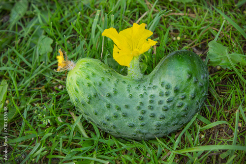Foto Flower right on the body of a cucumber, a funny case in the garden