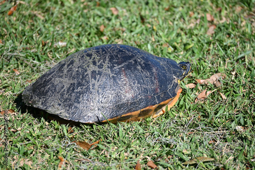 Картината върху платно A turtle hunkers down in the grass
