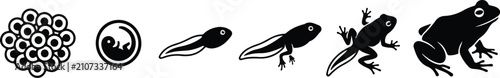 Fotografija Frog metamorphosis lifecycle stages vector silhouette diagram from egg tadpole