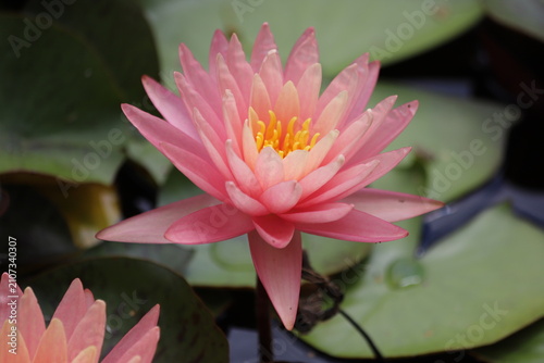 Pink water lily with green leaves in full bloom. Nymphaea flower.