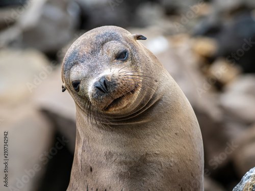 Obraz na płótnie A young seal appears to smile for the camera during a close-up on Fernandina Isl