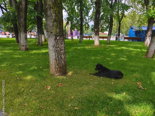 фотографія Black dog resting peacefully on green grass under mossy trees in urban park