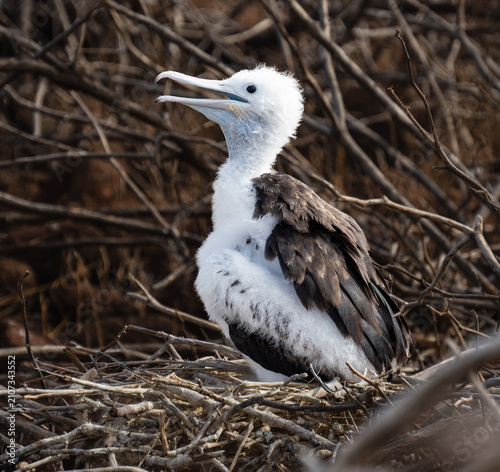 Φωτογραφία A close-up of a female magnificent frigatebird fledgling in a nest of sticks on