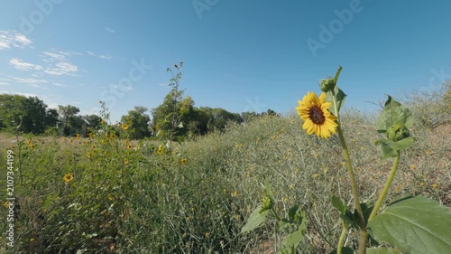Wild sunflowers blooming in a field under a clear blue sky