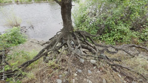 Tree roots exposed by soil erosion along the American River bank