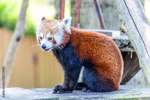Red Panda Sitting in Naturalistic Ambient