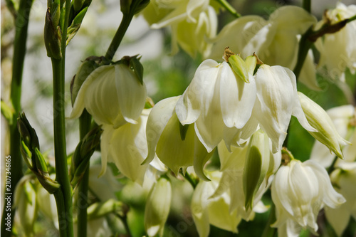 Fotografie White yucca flowers show off their creamy, almost waxy flowers.