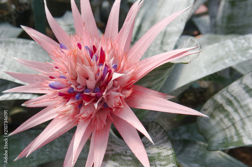 Принти на полотні A bromeliad shows new purple flowers nestled in the bright pink 'leaves'