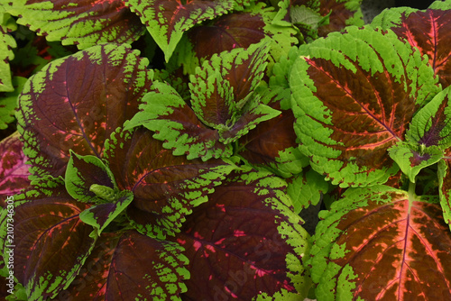 Картината върху платно A close up view of a coleus plant shows off the distinctive red and green pattern