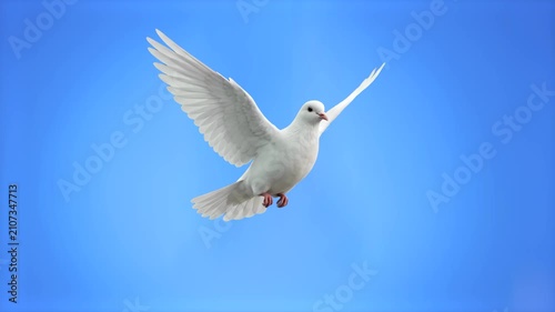 Beautiful white dove or pigeon flying with open wings, isolated on a solid bright blue background. Great for peace concepts, wedding promotional videos, freedom metaphors, spiritual presentations, nat