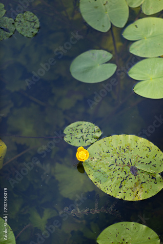 Photography Yellow water lily flower and green lily pads floating on lear pond water surface