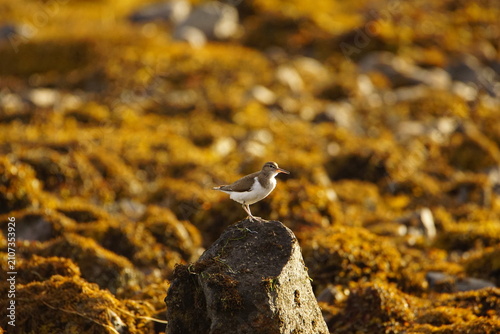 Common Sandpiper (Actitis hypoleucos) on Loch Slapin near Trorrin, Isle of Skye, Scotland, UK