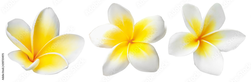 Fototapeta premium Tropical plumeria flowers isolated on white, set