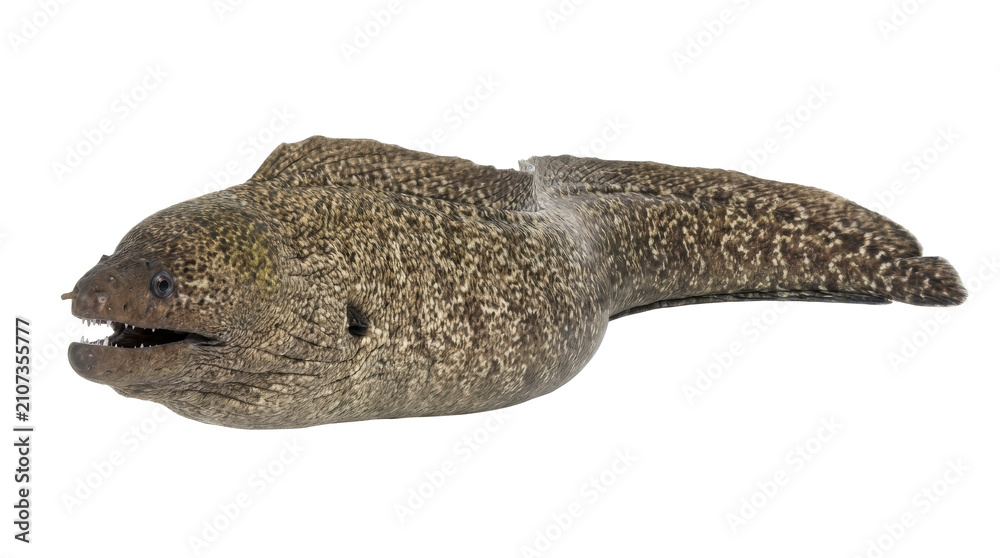 Obraz premium Moray eel detailed scales and texture on transparent background