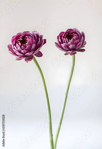 Two purple ranunculus flowe...