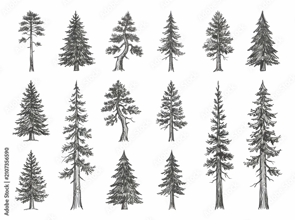 Obraz premium Hand drawn pine and evergreen tree collection isolated on white background