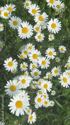 White daisy flowers swaying in a green summer meadow