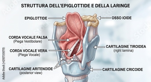 immagine dell'epiglottide