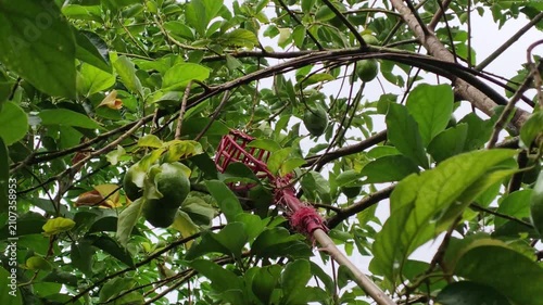 A long pole with a red fruit picker basket is reaching into the high branches of an avocado tree to harvest fresh green fruit