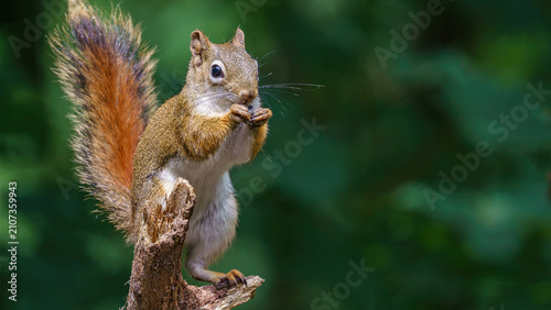 Photography Closeup shot of a European squirrel eating a peanut