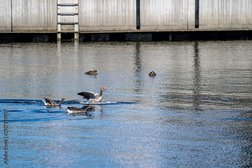 Foto Greylag geese and ducks swimming past concrete quay with ladder