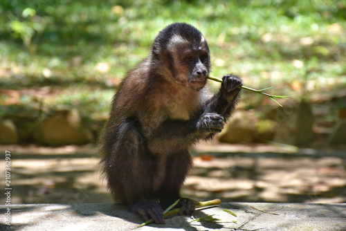 Photography Capuchin monkey eating bamboo sprouts