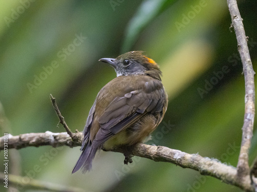 Obraz na płótnie A close up rear view of an Orange-crowned Manakin perched on a narrow branch
