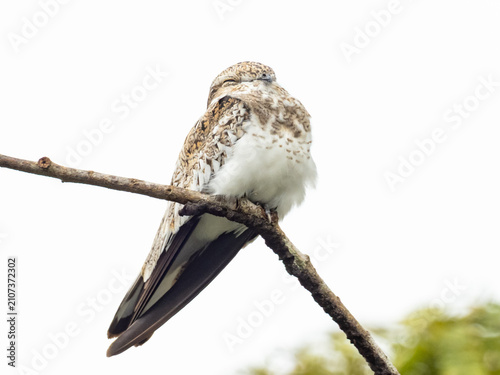 Tableau sur toile A close up of a roosting Sand-colored Nighthawk perched out on an open branch
