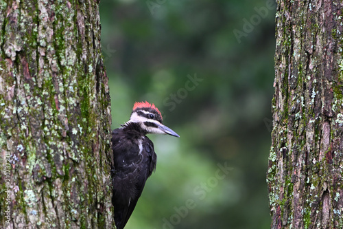Fotografie Pileated Woodpecker bird on a tree trunk