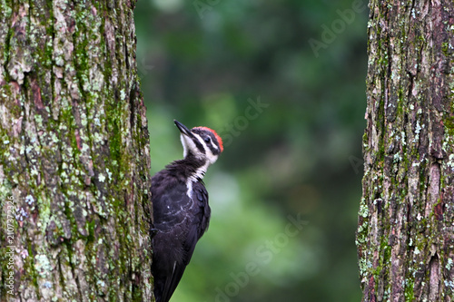 Foto Pileated Woodpecker bird on a tree trunk