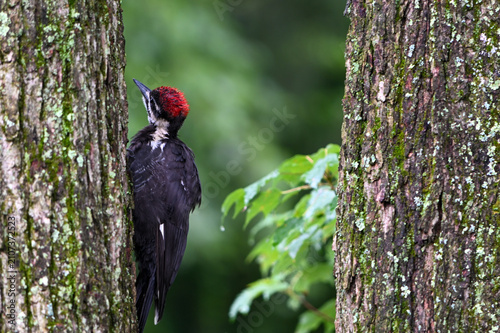 Obraz na plátne Pileated Woodpecker bird on a tree trunk