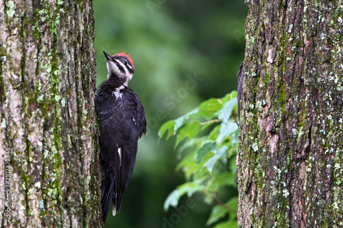 Obraz na plátne Pileated Woodpecker bird on a tree trunk