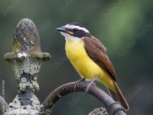 Fotografía A close up, front view of an immature Great Kiskadee perched up on ornamental ir