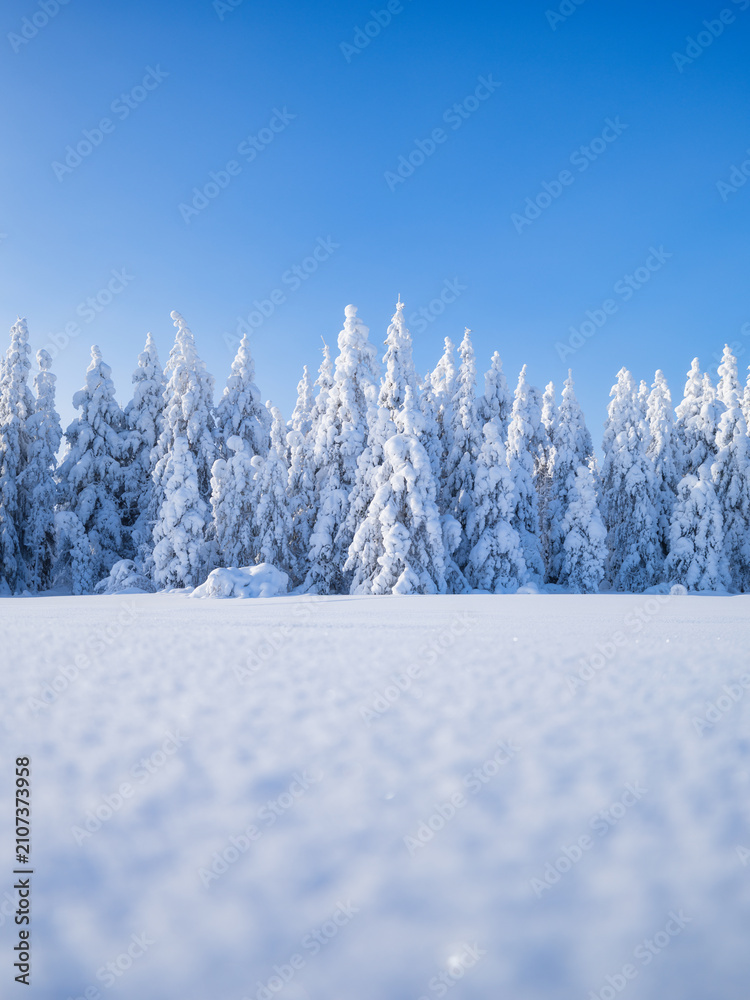 Fototapeta premium Clear sky over a winter forest with deep snowdrifts and snow-covered fir trees. Scenic row of spruce in Scandinavian nature. White wilderness and frozen landscape.