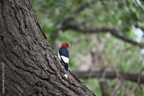 A red-headed woodpecker poses on a large tree