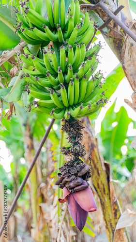 Green Unripe Banana Bunch with Flower on Tropical Banana Tree