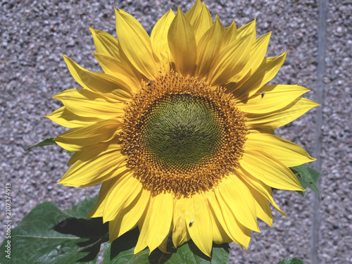Closeup of a sunflower bloom, variety dwarf sunspot