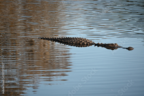 Canvas Print A heavily armored alligator floats in the water