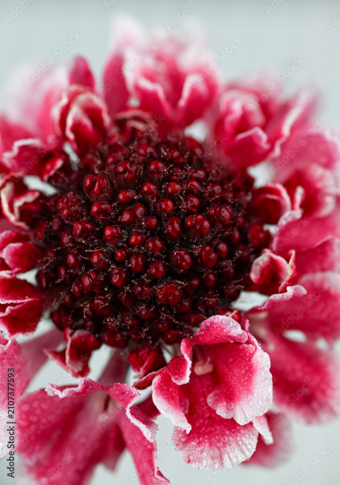 Obraz premium Close up of Pink Scabiosa Scoop Marshmallow Improved Flower on Light Background