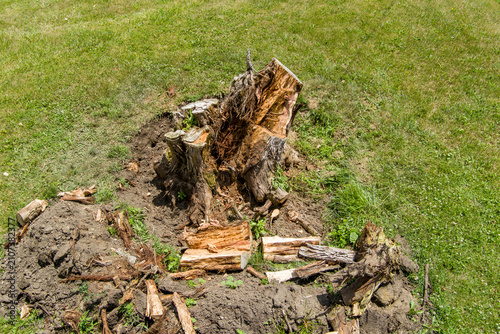 Hemlock tsuga canadensis tree stump removal showing exposed roots and wood chips