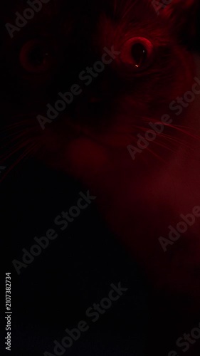 Vertical video. Close Up Portrait of a Siamese Cat Illuminated by Red Light Against a Dark Night Background. Curiosity, Mystery and Animal Behavior