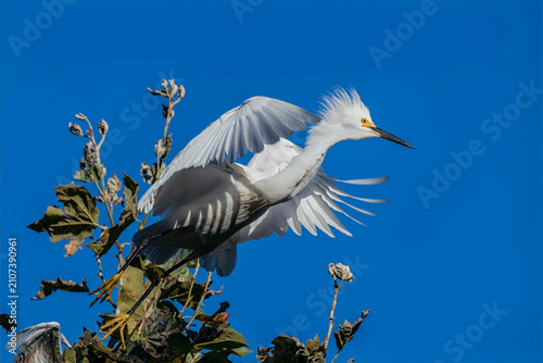 Принти на полотні Snowy egret with outstretched wings perched on tree against blue sky