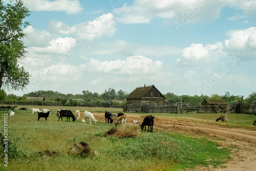 A peaceful rural landscape with grazing goats