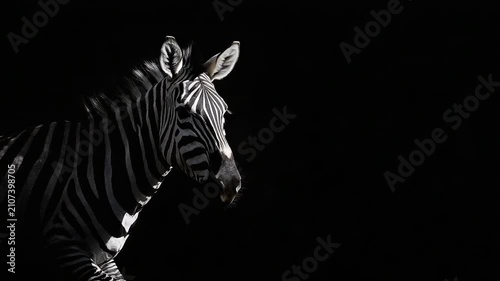 A zebra's head and upper body are visible against a deep black background, highlighted