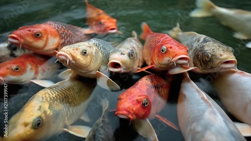 Close-up of colorful koi fish swimming near the surface of dark water