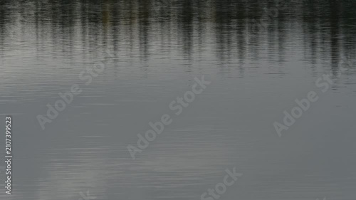 View of calm lake water with small waves distorting distance trees that are reflecting in the water
