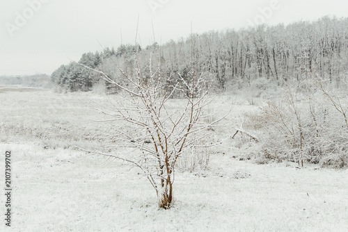 Konstfotografi Snow covers a tree in a winter landscape
