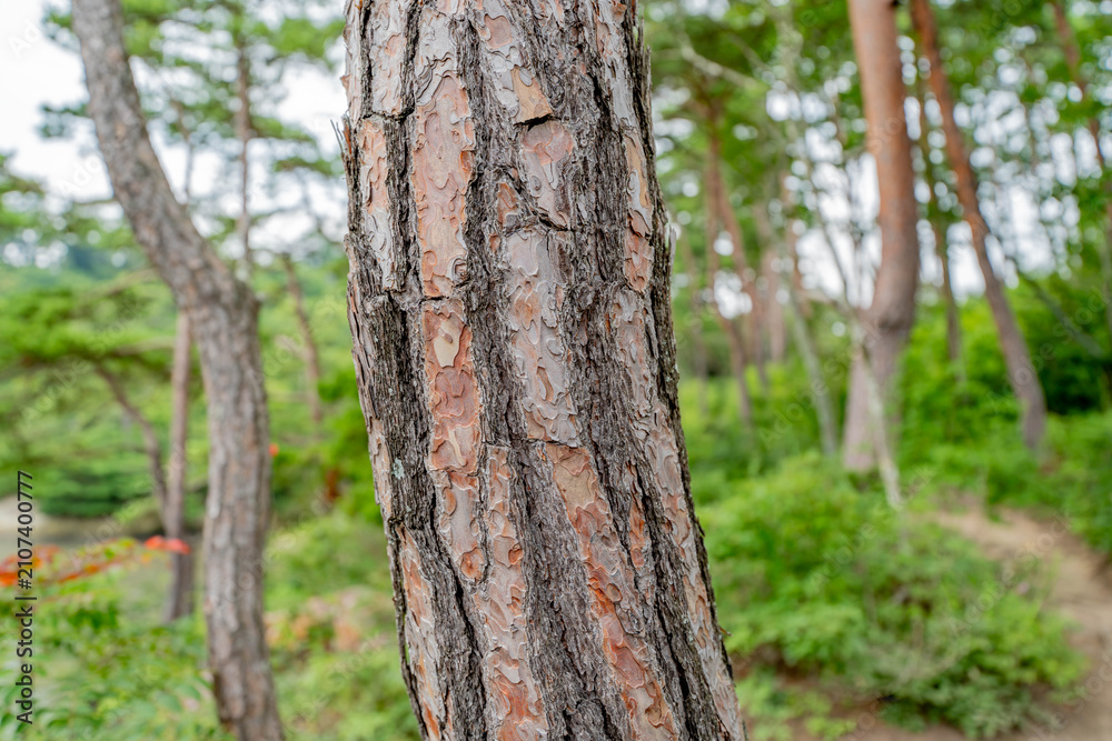 Fototapeta premium Reddish bark of a Japanese red pine tree trunk in a sunlit coastal pine forest