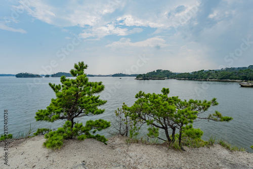 Fotografía Japanese black pine trees on a sandy shore overlooking the calm sea and islands