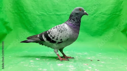 A realistic rock pigeon walking across a bright green screen background while pecking at the floor and looking around curiously